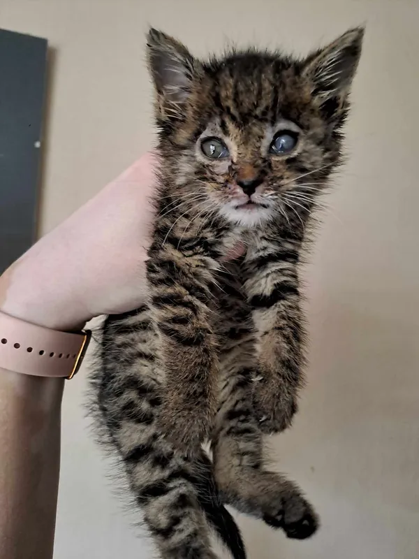 Znaleziono kota, Sosnowiec, 13 maja 2024 (2/5)