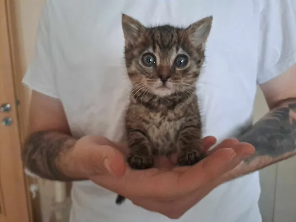 Znaleziono kota, Sosnowiec, 13 maja 2024 (3/5)