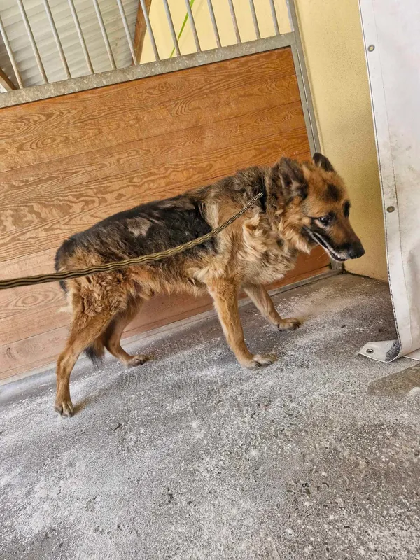 Znaleziono psa, Sosnowiec, 14 maja 2024