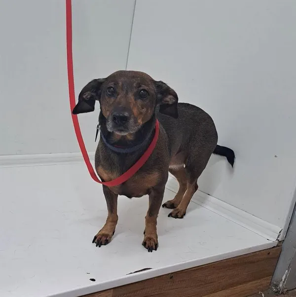 Znaleziono psa, Bytom, 12 czerwca 2023 (1/2)