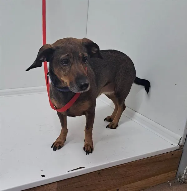 Znaleziono psa, Bytom, 12 czerwca 2023 (2/2)