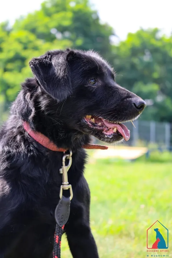 Pies do adopcji, Grudziądz, 29 kwietnia 2024 (1/5)