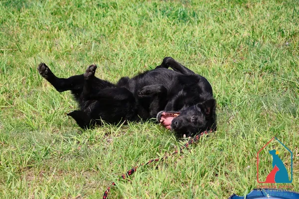 Pies do adopcji, Grudziądz, 29 kwietnia 2024 (2/5)