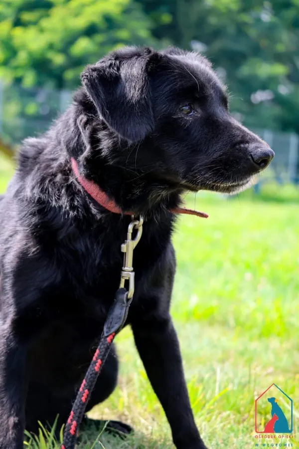 Pies do adopcji, Grudziądz, 29 kwietnia 2024 (5/5)