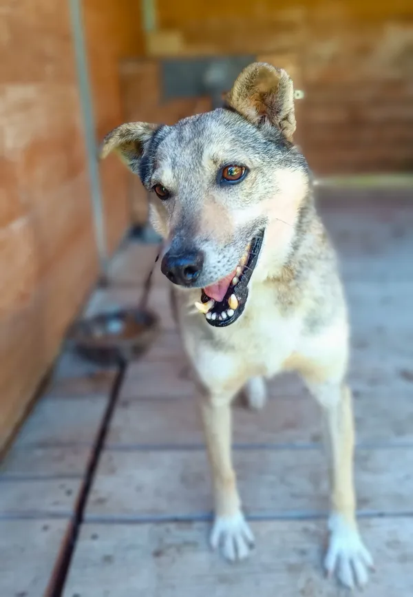 Pies do adopcji, Orzechowce, 15 maja 2024 (3/5)