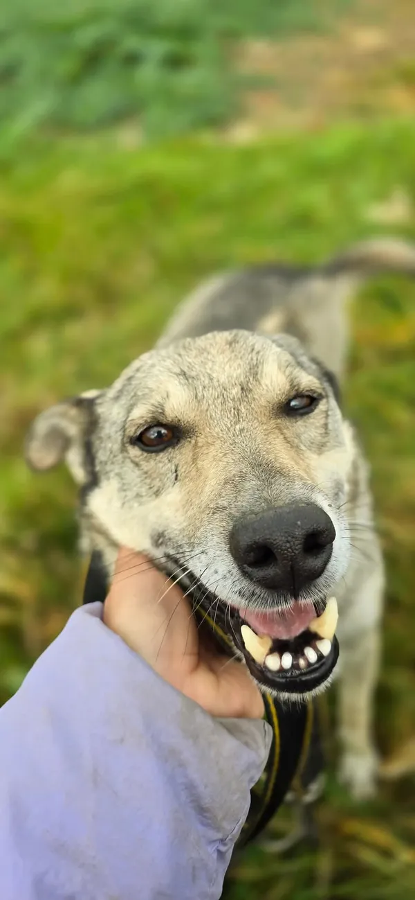 Pies do adopcji, Orzechowce, 15 maja 2024 (4/5)