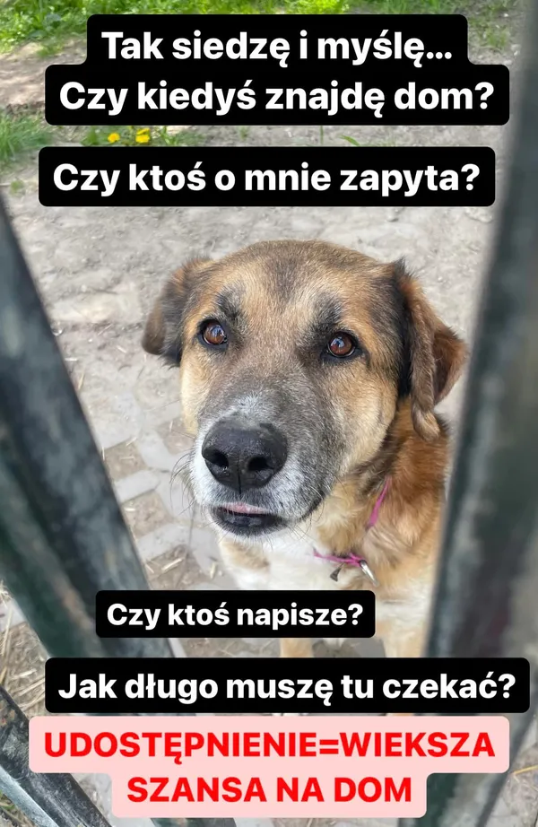 Pies do adopcji, Korabiewice, 17 maja 2024 (3/3)