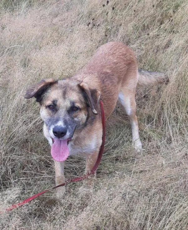 Pies do adopcji, Korabiewice, 17 maja 2024 (4/5)