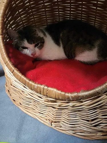 Kot do adopcji, Orzechowce, 21 marca 2024 (2/2)