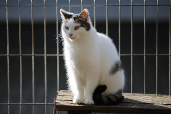 Kot do adopcji, Piła, 25 sierpnia 2023 (1/2)