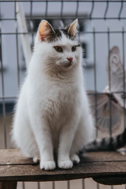 Kot do adopcji, Piła, 25 sierpnia 2023 (2/2)