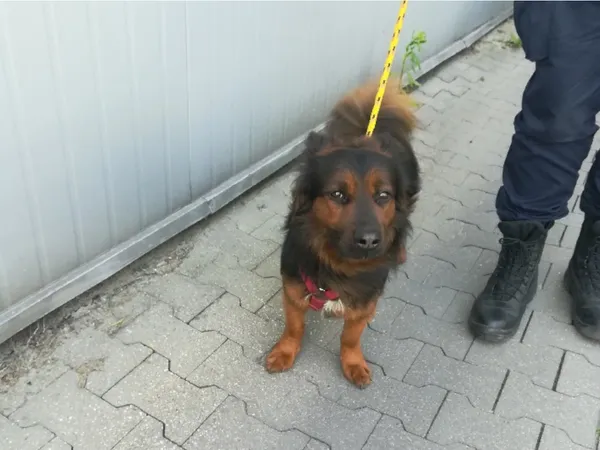 Znaleziono psa, Bydgoszcz, 17 maja 2024