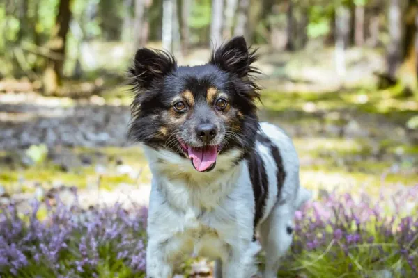 Pies do adopcji, Radom, 16 października 2025 (1/5)