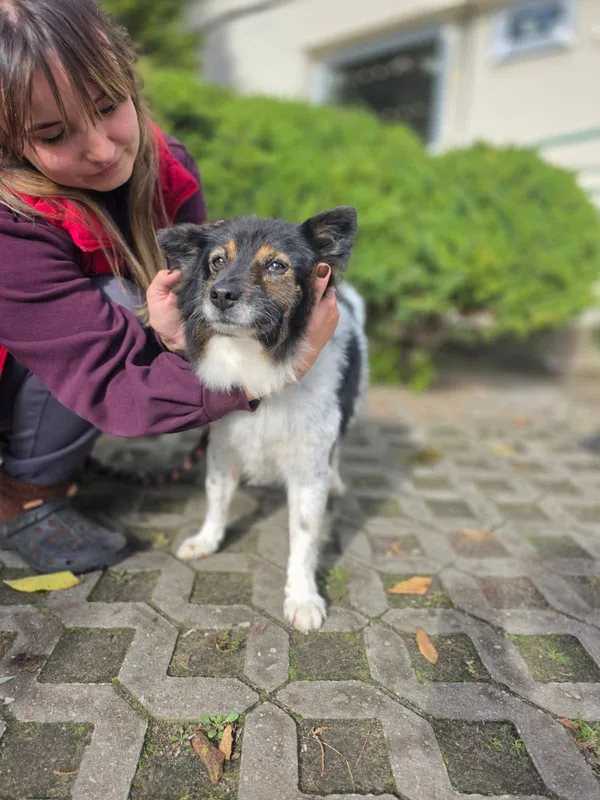 Pies do adopcji, Radom, 16 października 2025 (2/5)