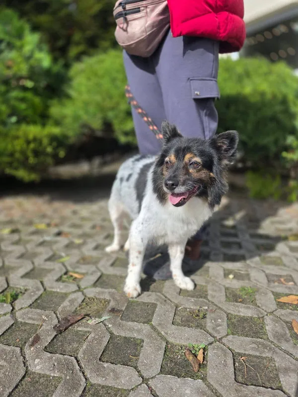 Pies do adopcji, Radom, 16 października 2025 (3/5)