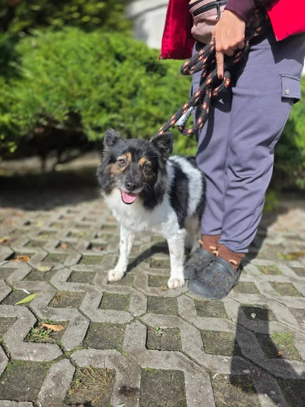 Pies do adopcji, Radom, 16 października 2025 (5/5)