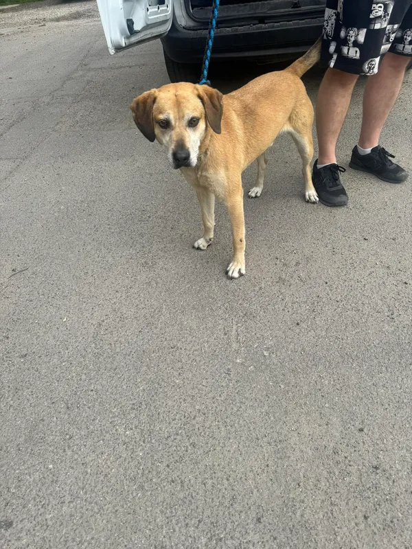 Znaleziono psa, Sosnowiec, 18 maja 2024