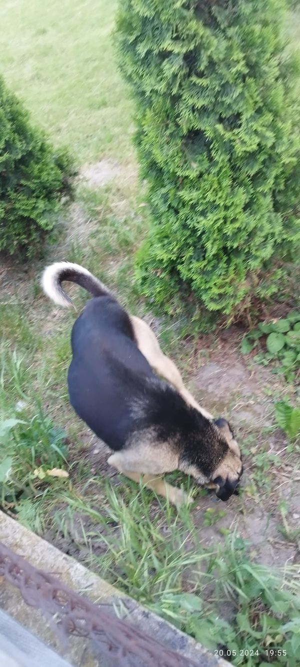 Znaleziono psa, Pólko, 21 maja 2024 (2/5)