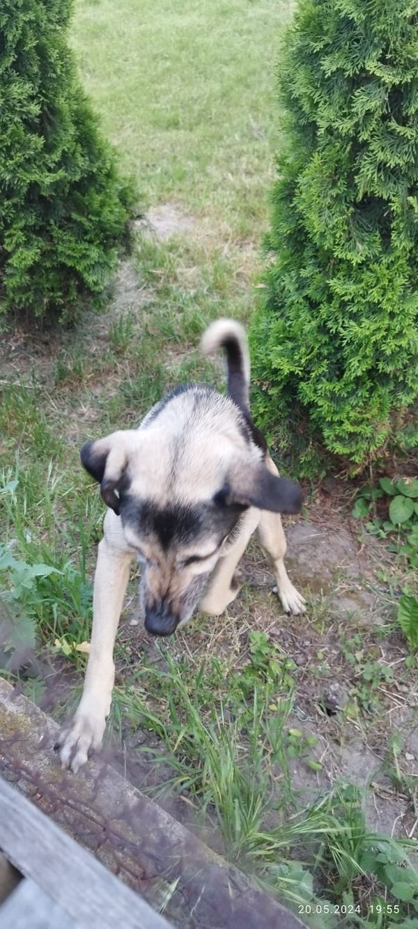 Znaleziono psa, Pólko, 21 maja 2024 (3/5)