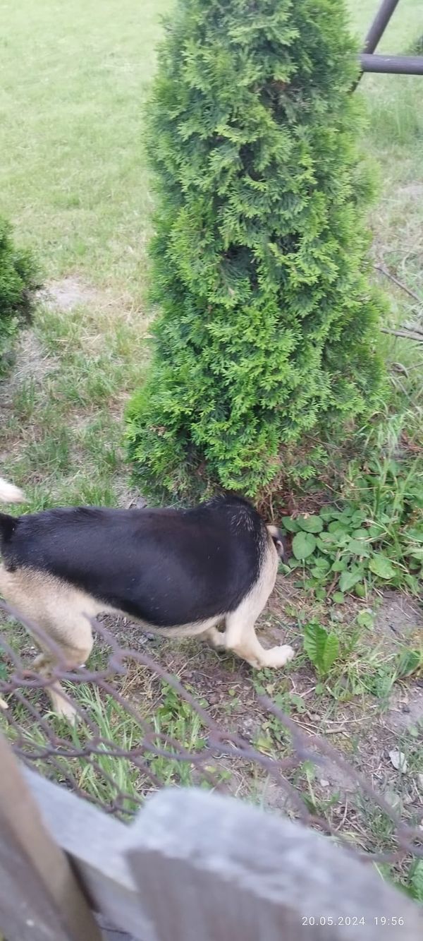 Znaleziono psa, Pólko, 21 maja 2024 (4/5)