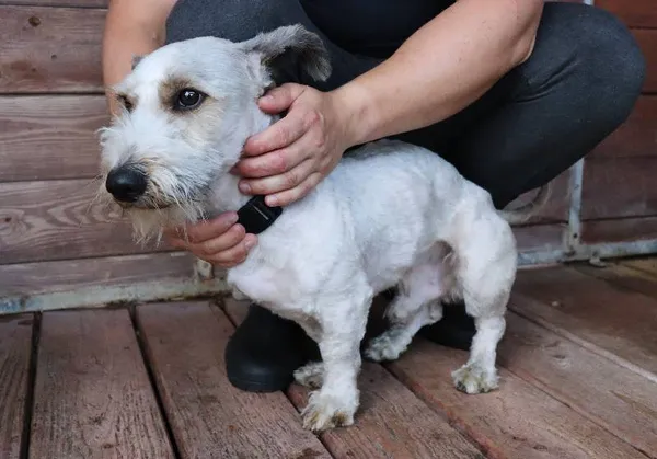 Znaleziono psa, Łódź, 26 marca 2025 (1/5)