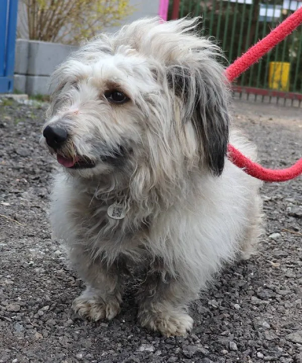 Znaleziono psa, Łódź, 26 marca 2025 (4/5)