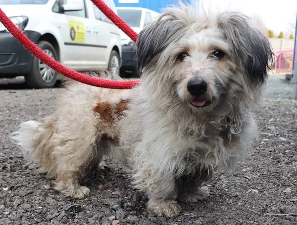 Znaleziono psa, Łódź, 26 marca 2025 (5/5)