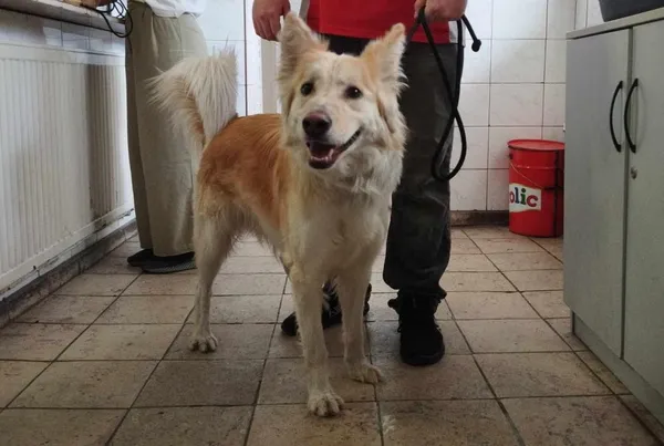 Znaleziono psa, Toruń, 17 maja 2024