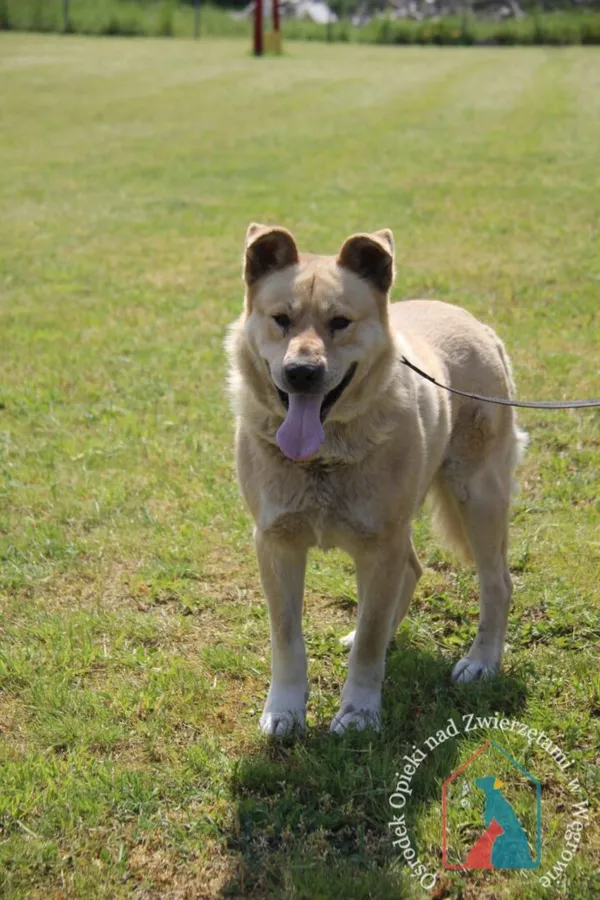 Pies do adopcji, Węgrowo, 21 maja 2024
