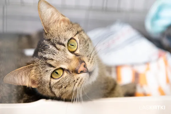 Znaleziono kota, Sosnowiec, 20 maja 2024 (1/5)