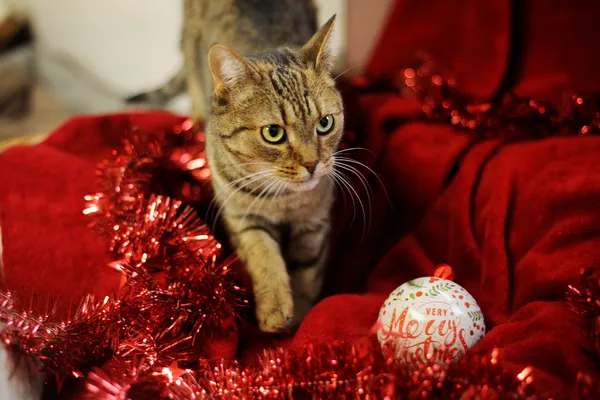 Znaleziono kota, Sosnowiec, 20 maja 2024 (5/5)