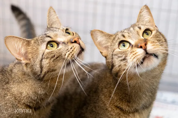 Znaleziono kota, Sosnowiec, 20 maja 2024 (1/5)