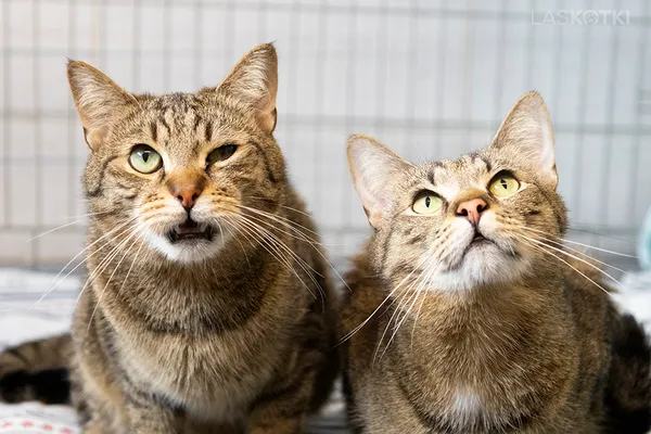 Znaleziono kota, Sosnowiec, 20 maja 2024 (2/5)