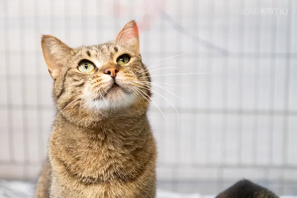 Znaleziono kota, Sosnowiec, 20 maja 2024 (3/5)