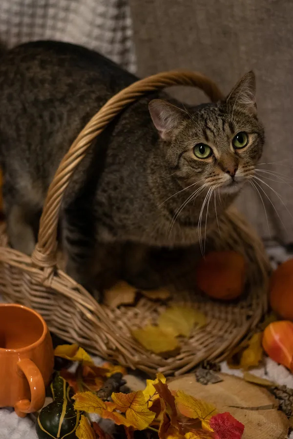 Znaleziono kota, Sosnowiec, 20 maja 2024 (4/5)