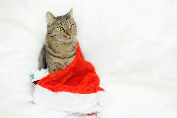 Znaleziono kota, Sosnowiec, 20 maja 2024 (5/5)