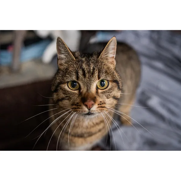 Znaleziono kota, Białystok, 28 kwietnia 2024 (1/5)