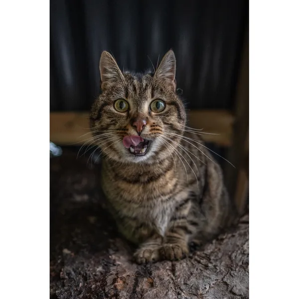 Znaleziono kota, Białystok, 28 kwietnia 2024 (2/5)