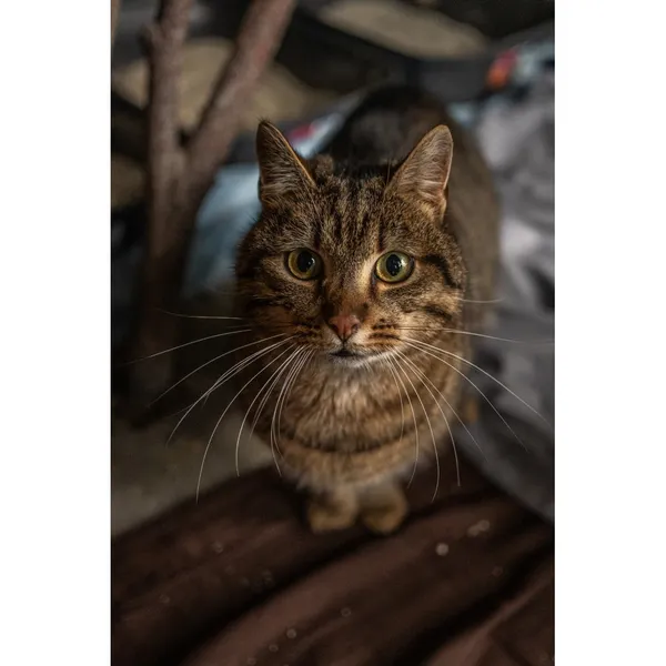 Znaleziono kota, Białystok, 28 kwietnia 2024 (4/5)