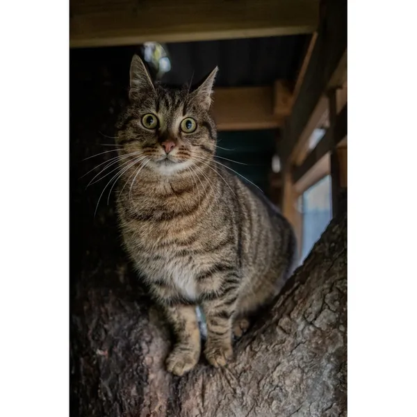 Znaleziono kota, Białystok, 28 kwietnia 2024 (5/5)