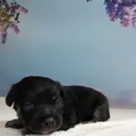 Pies do adopcji