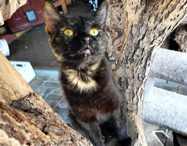 Znaleziono kota, Chojnice, 23 maja 2024