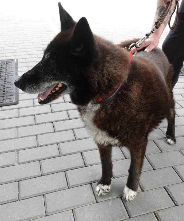 Znaleziono psa, Gdańsk, 24 maja 2024
