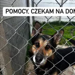 Pies do adopcji
