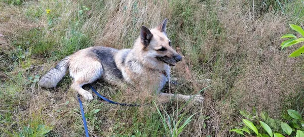 Pies do adopcji, Korabiewice, 24 maja 2024 (2/5)