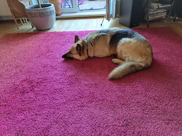 Pies do adopcji, Korabiewice, 24 maja 2024 (4/5)