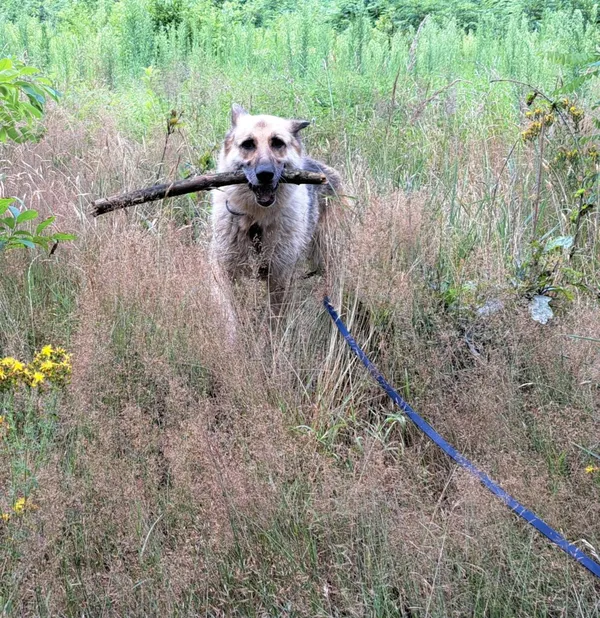 Pies do adopcji, Korabiewice, 24 maja 2024 (5/5)