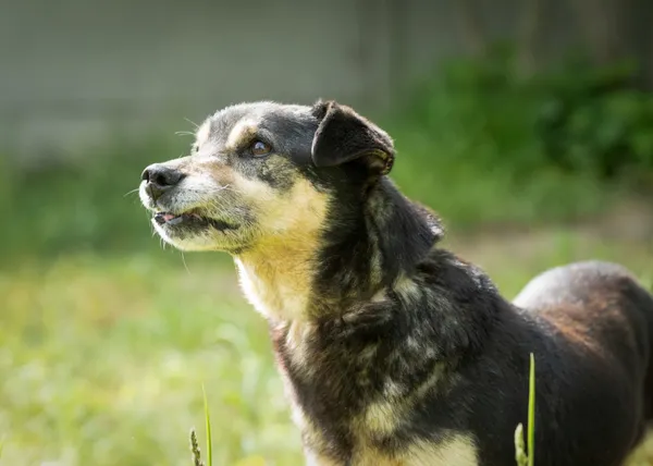 Pies do adopcji, Bełchatów, 21 kwietnia 2017 (3/5)