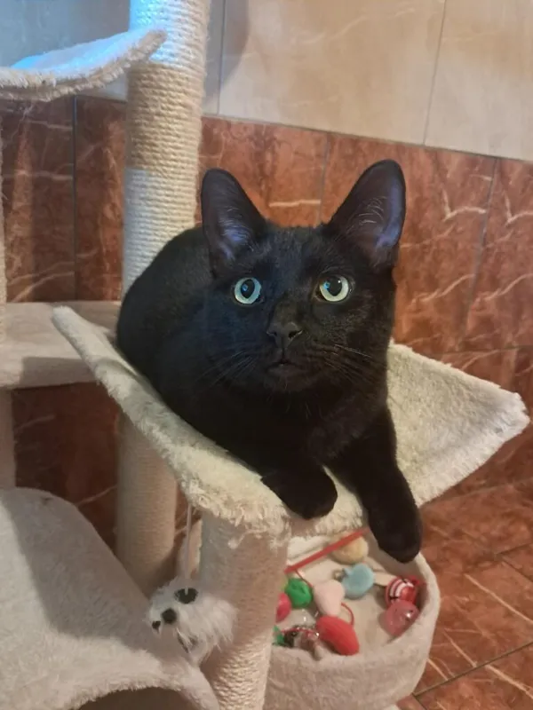 Kot do adopcji, Korabiewice, 24 maja 2024 (2/5)