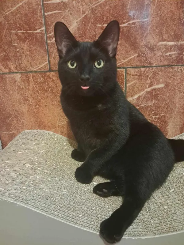 Kot do adopcji, Korabiewice, 24 maja 2024 (3/5)